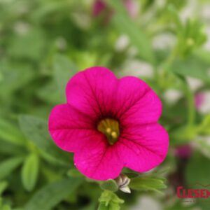 CALIBRACHOA - CABARET NEON ROSE 4IN