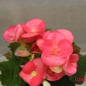 BEGONIA - REIGER PINK 4IN