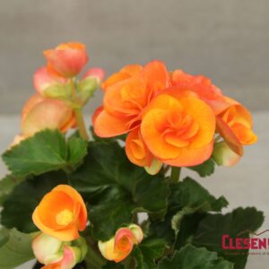 BEGONIA - REIGER ORANGE 4IN