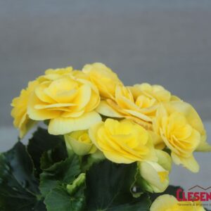 BEGONIA - REIGER YELLOW 4IN