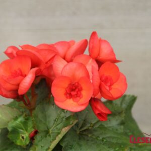 BEGONIA - REIGER RED 4IN