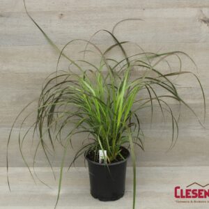 GRASS - PURPLE FOUNTAIN 1GAL