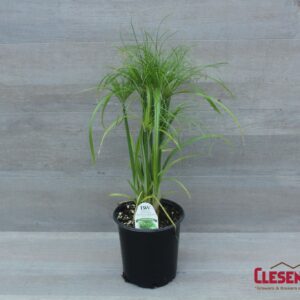 GRASS - CYPERUS 'PRINCE TUT' 1GAL