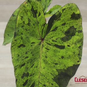 COLOCASIA - MOJITO