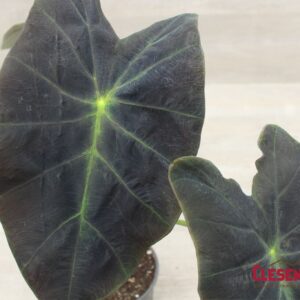 COLOCASIA - ILLUSTRIS