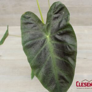 COLOCASIA - ROYAL HAWAIIAN ALOHA