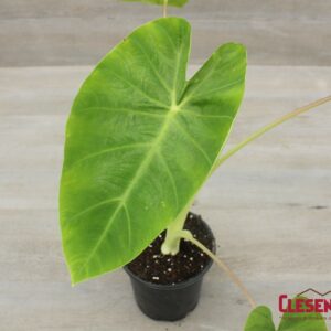 COLOCASIA - ROYAL HAWAIIAN MAUI GOLD