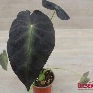 COLOCASIA - BLACK BEAUTY