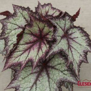 BEGONIA - REX LAVENDER 6IN