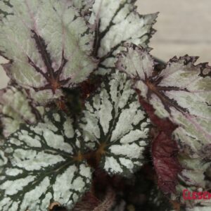 BEGONIA - REX WINTERGREEN 6IN