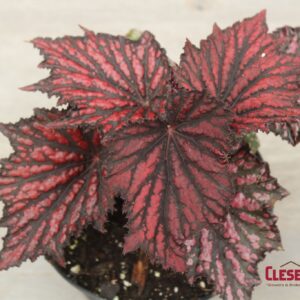 BEGONIA - REX RED BLACK 6IN