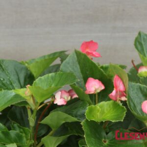 BEGONIA - BIG GREEN LEAF ROSE 4IN
