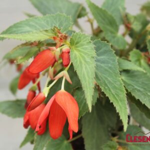 BEGONIA - BOSSA NOVA RED 4IN