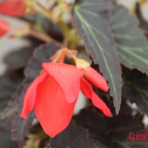 BEGONIA - BOSSA NOVA MIDNIGHT FEVER 4IN
