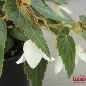 BEGONIA - BOSSA NOVA WHITE 4IN