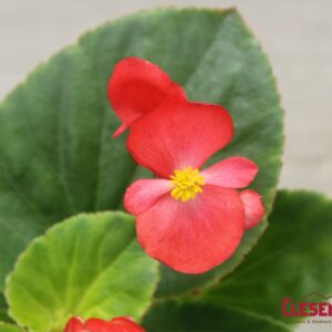BEGONIA - BIG GREEN LEAF RED 4IN