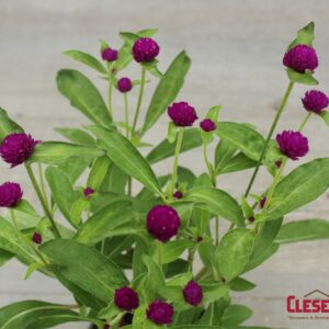 GOMPHRENA - LAS VEGAS PURPLE 4IN