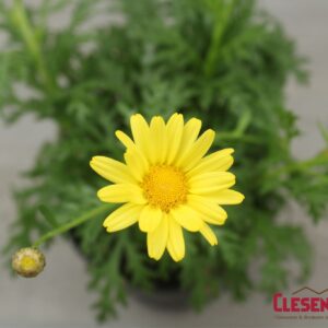 ARGYRANTHEMUM - BEAUTY YELLOW 4IN