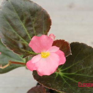 BEGONIA - BIG BRONZE LEAF ROSE 4IN