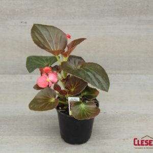 BEGONIA - BIG BRONZE LEAF RED 4IN