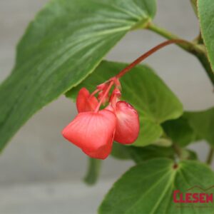 BEGONIA - DRAGON WING GREEN LEAF RED 4IN