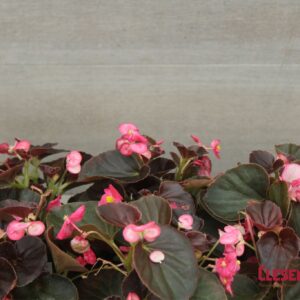 BEGONIA - WAX BRONZE LEAF ROSE TEQUILLA 4IN