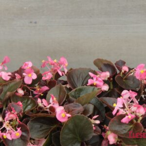 BEGONIA - WAX BRONZE LEAF PINK GIN 4IN