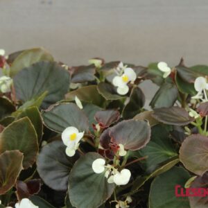BEGONIA - WAX BRONZE LEAF WHITE WHISKEY 4IN