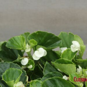 BEGONIA - WAX GREEN LEAF WHITE SUPER OLYMPIA 4IN
