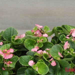 BEGONIA - WAX GREEN LEAF PINK SUPER OLYMPIA 4IN