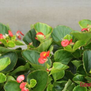 BEGONIA - WAX GREEN LEAF RED SUPER OLYMPIA 4IN