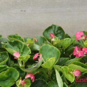 BEGONIA - WAX GREEN LEAF ROSE SUPER OLYMPIA 4IN