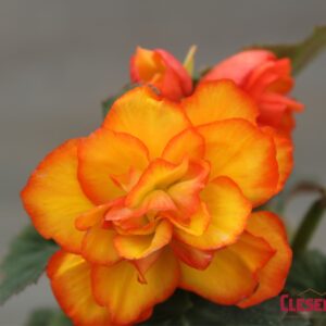 BEGONIA - NONSTOP FLAME 4IN