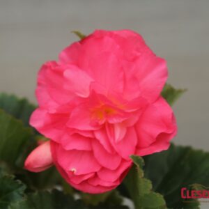 BEGONIA - NONSTOP PINK 4IN