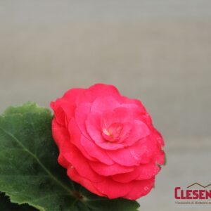 BEGONIA - NONSTOP DEEP ROSE 4IN