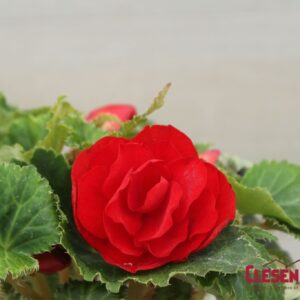 BEGONIA - NONSTOP RED 4IN