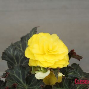 BEGONIA - NONSTOP MOCCA YELLOW 4IN