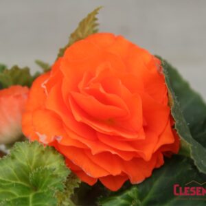 BEGONIA - NONSTOP SALMON 4IN