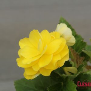 BEGONIA - NONSTOP YELLOW 4IN