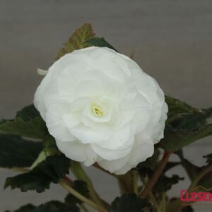 BEGONIA - NONSTOP WHITE 4IN