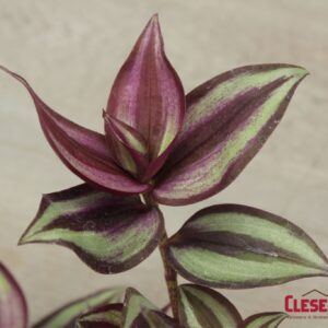 WANDERING JEW 4IN