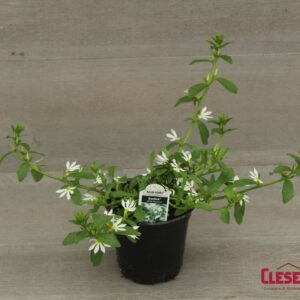 SCAEVOLA - SURDIVA WHITE 4IN