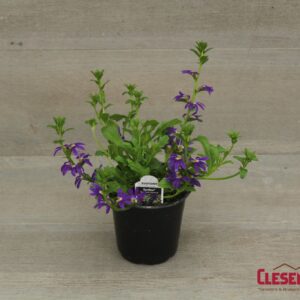 SCAEVOLA - SURDIVA BLUE VIOLET 4IN