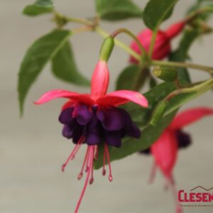 FUCHSIA - DOLLAR PRINCESS 4IN