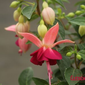 FUCHSIA - PAULA JANE 4IN