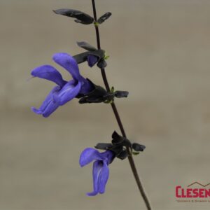SALVIA - BLACK & BLUE 4IN