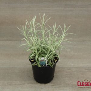 HELICHRYSUM - ICICLES 4IN