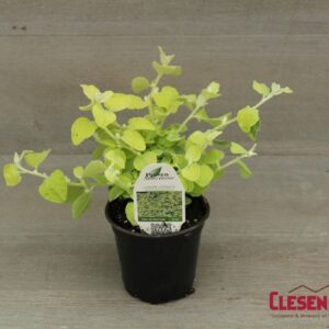 HELICHRYSUM - LEMON 4IN