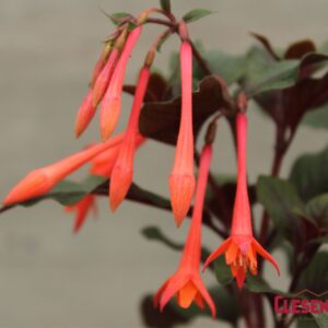 FUCHSIA - UPRIGHT GARTENMEISTER 4IN