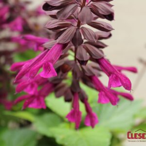 SALVIA - PLUM CRAZY 4IN